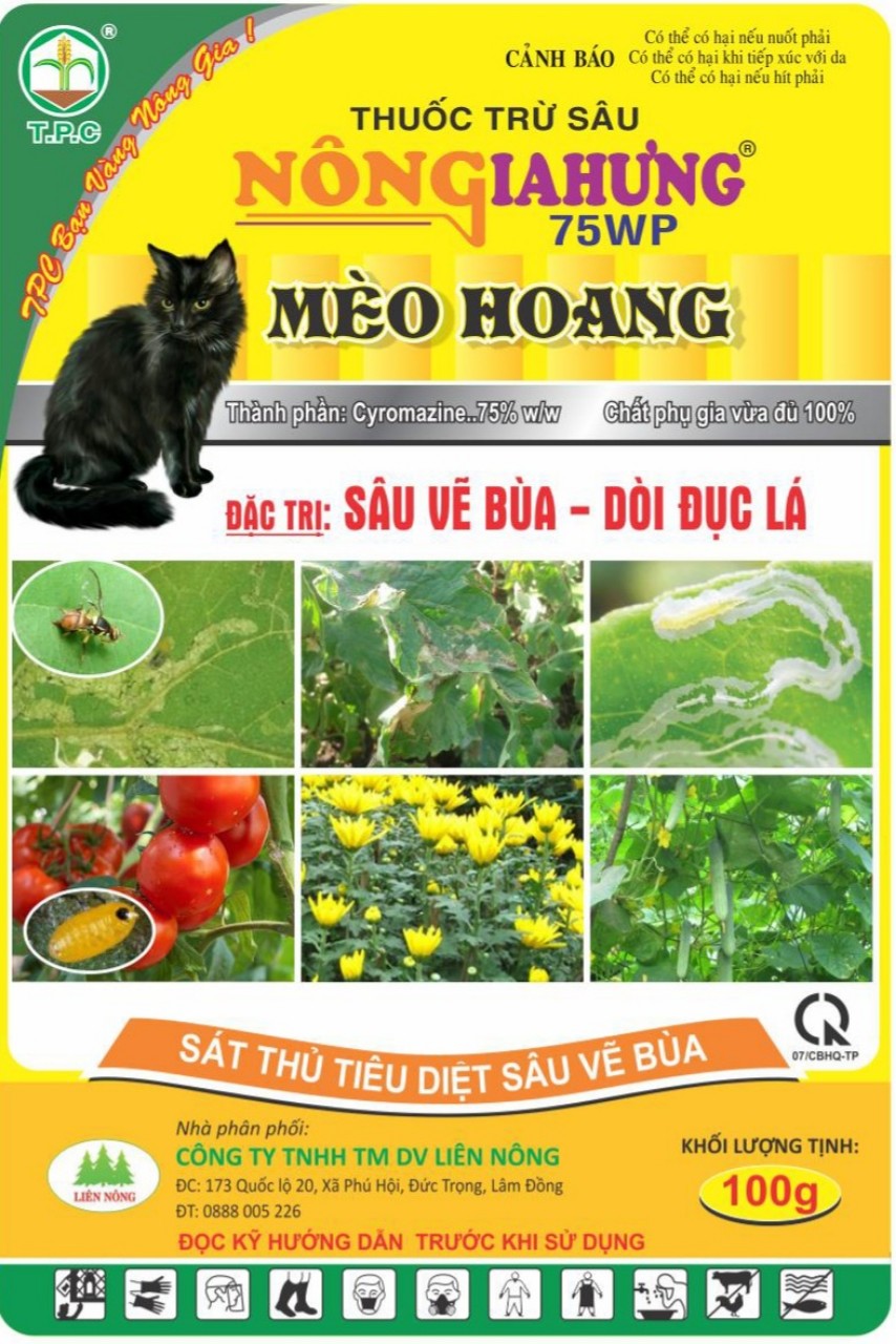 mèo hoang