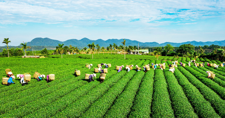 đồi trà