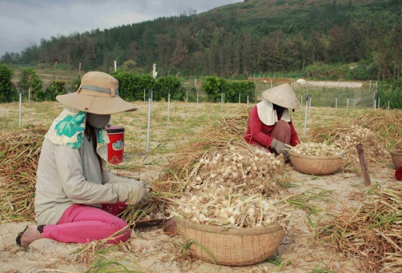 Thương lái giả mạo tỏi Lý Sơn khiến nông dân tồn đọng hơn 280 tấn tỏi