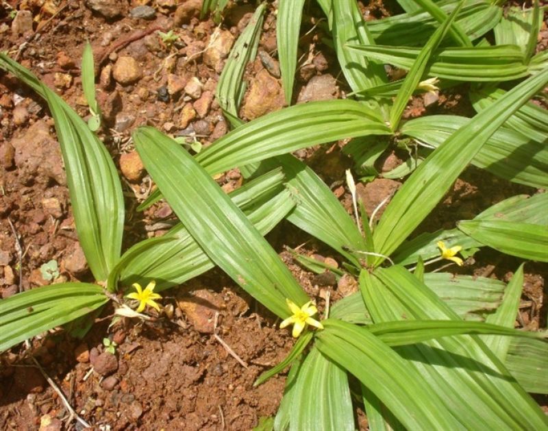 Triển vọng sâu cam