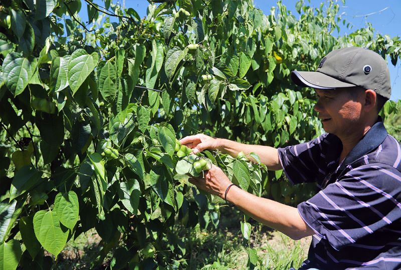 Hợp tác trồng Sachi