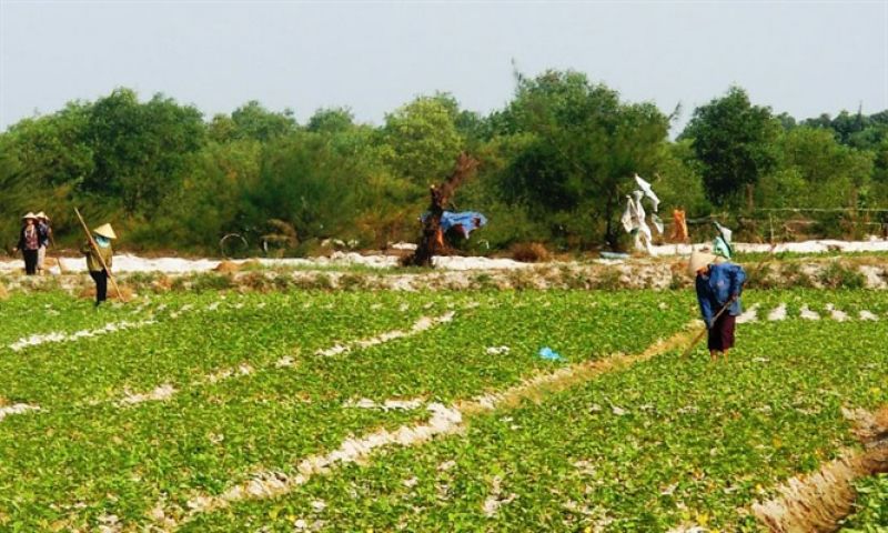 Nâng giá trị khoai lang