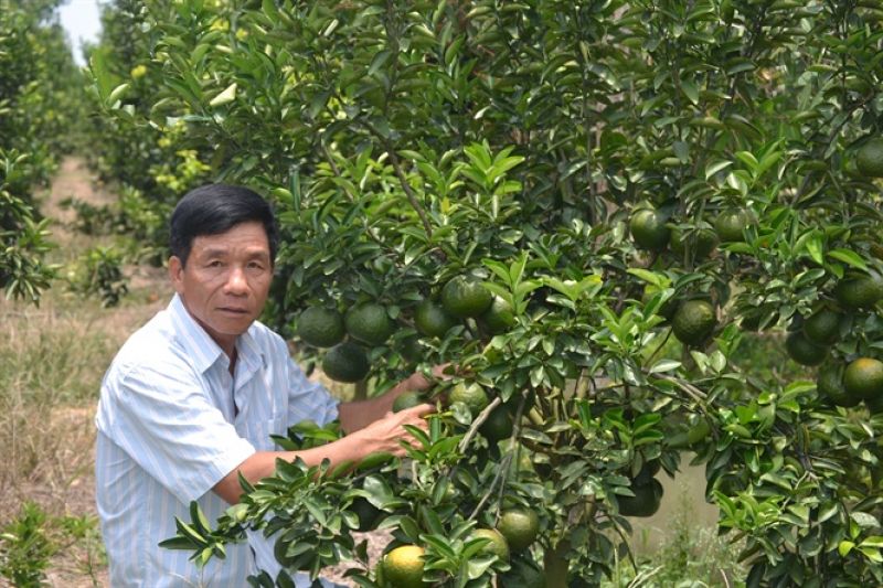 &#039;Cơn lốc&#039; đưa cam sành xuống đất ruộng