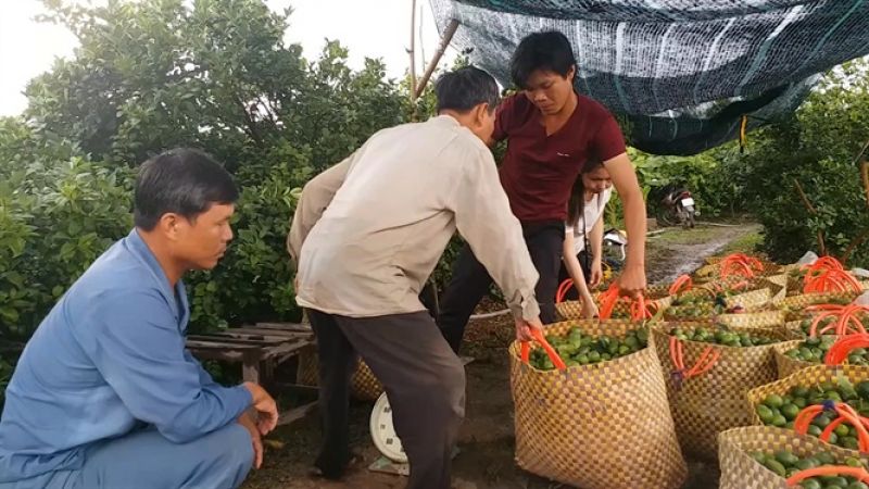 Hốt bạc nhờ trồng chanh bông tím trái vụ