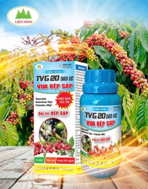 Vua Rệp S&aacute;p