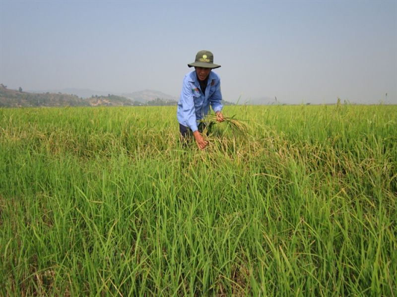 Cảnh giác với &#039;lúa ma&#039;