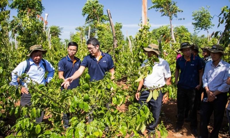 &#039;Drip protection&#039; - giải pháp tiên tiến trong tái canh cà phê